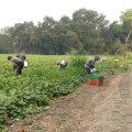 Exploring the Organic and Sustainable Farming Practices at Windy Hill Farm