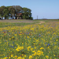 Discover the Diverse Wildlife at Windy Hill Farm in Texas