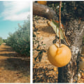 The Best Time to Visit Windy Hill Farm in Texas