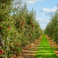 The Bountiful Harvest of Windy Hill Farm: A Look at the Main Crop Produced at Windy Hill Farm