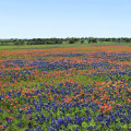Exploring the Vastness of Windy Hill Farm in Texas