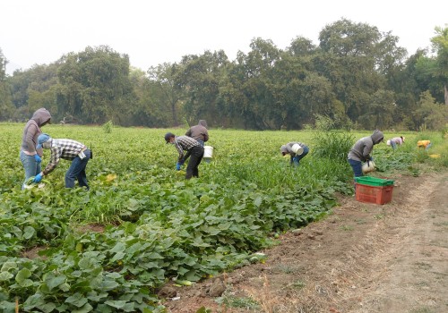 Exploring the Organic and Sustainable Farming Practices at Windy Hill Farm