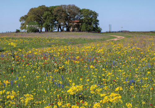 Discover the Diverse Wildlife at Windy Hill Farm in Texas