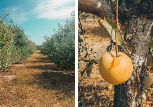 The Best Time to Visit Windy Hill Farm in Texas