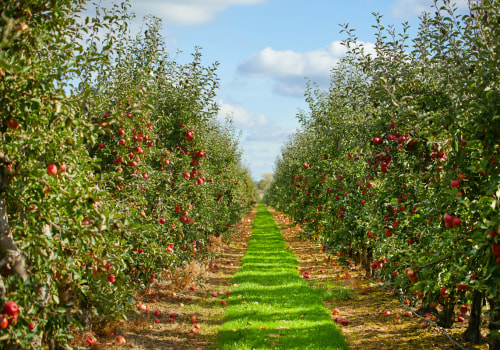 The Bountiful Harvest of Windy Hill Farm: A Look at the Main Crop Produced at Windy Hill Farm