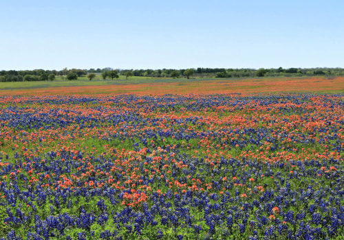 Exploring the Vastness of Windy Hill Farm in Texas